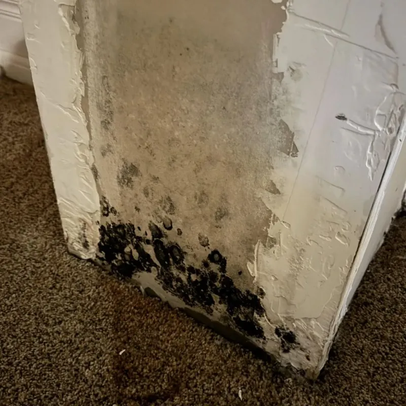 Professional Mold Removal in Kerens, TX